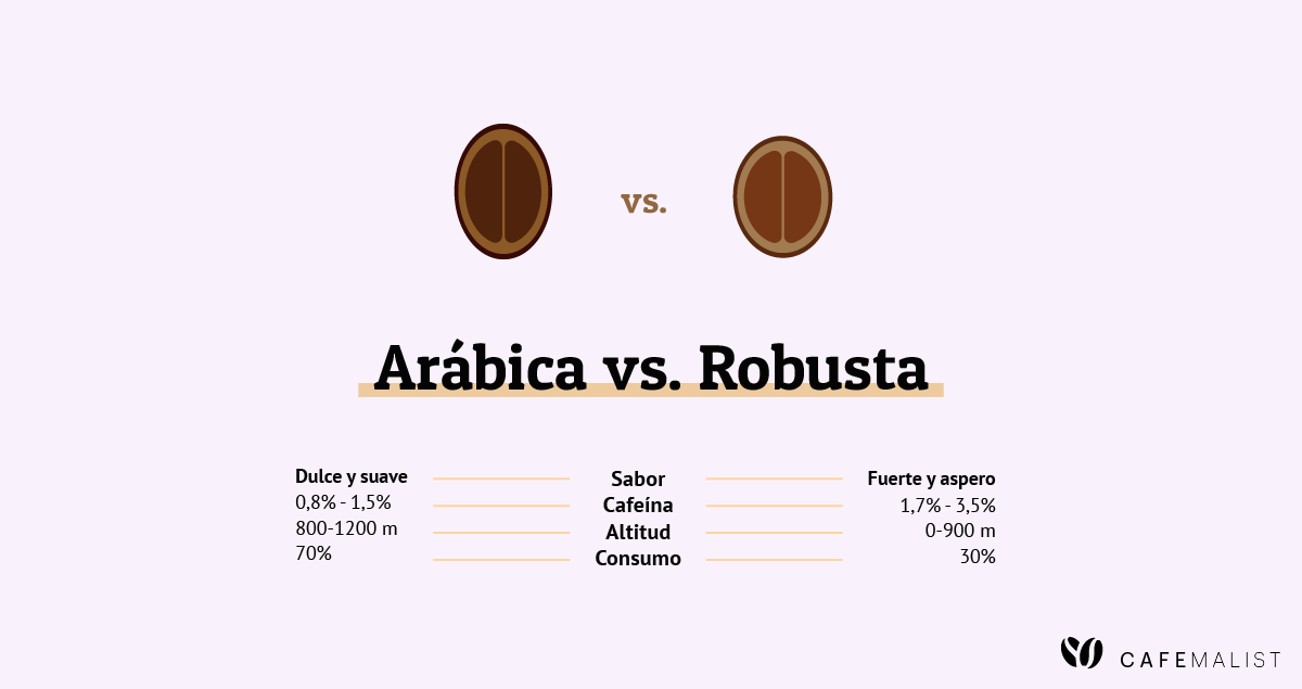 Arábica vs Robusta: 7 Diferencias + ¿Cuál tipo es el mejor?