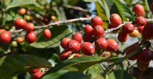 Cuál es la planta de la que se elabora el café 