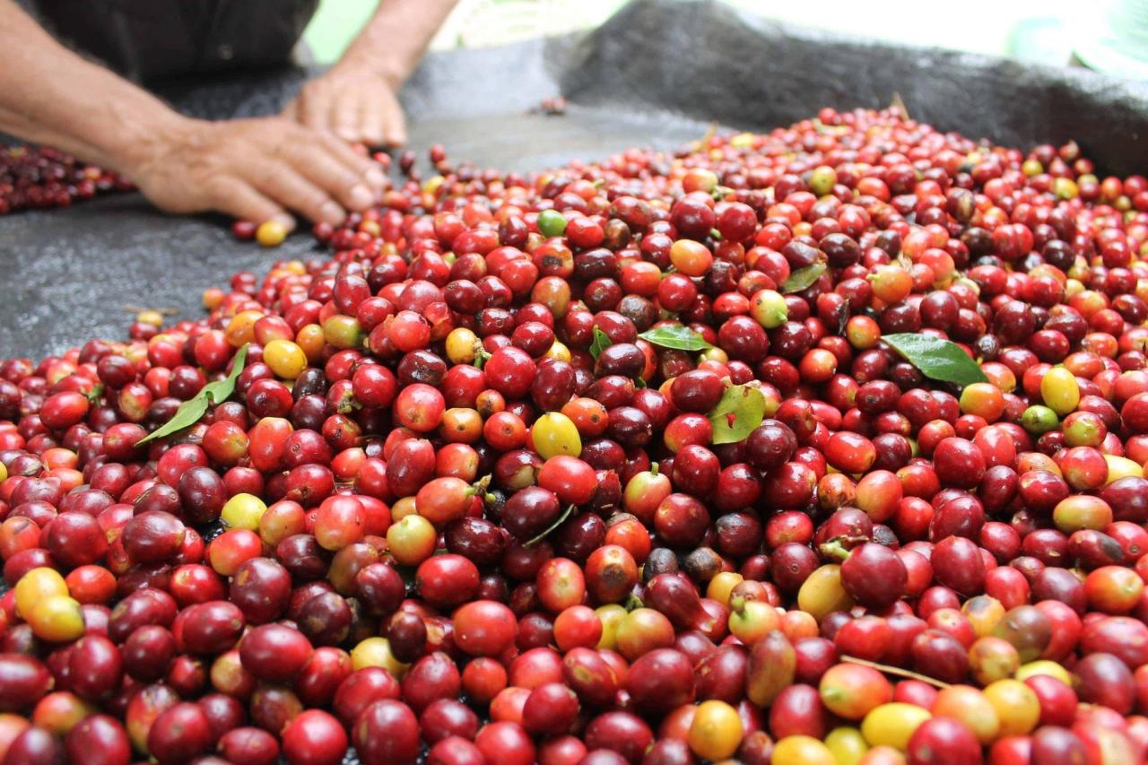 Cuál es la planta de la que se elabora el café 