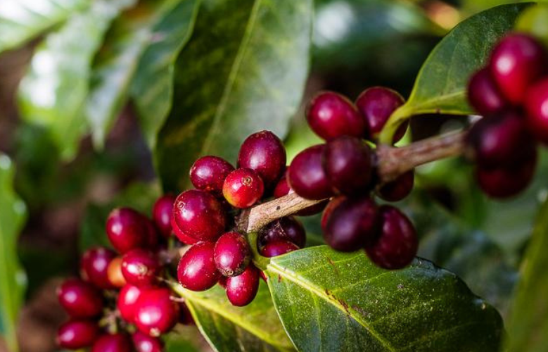 Cuál es la planta de la que se elabora el café