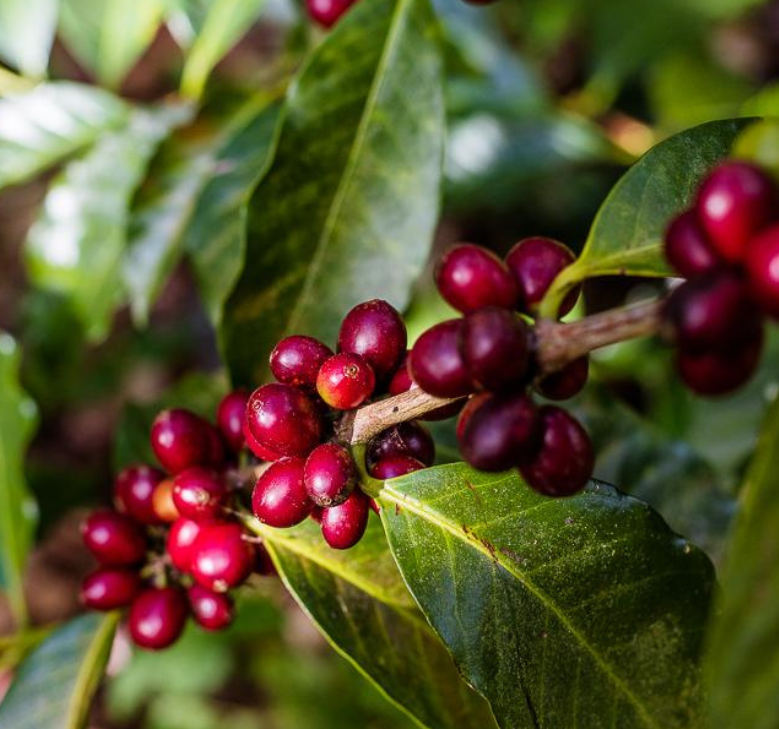 Cuál es la planta de la que se elabora el café 