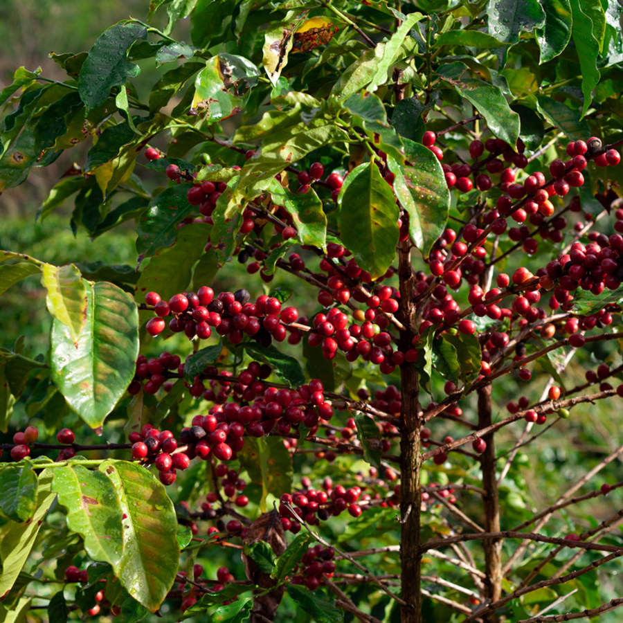 Cuidados de la planta del café o cafeto: características y cultivo