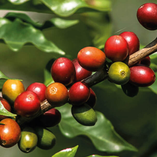 Cuál es la planta de la que se elabora el café 